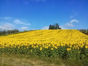 furano_sunflower