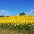 furano_sunflower